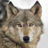 Profilbild von Brian Wolfe