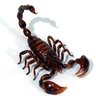 Profilbild von sscorpiondusahara