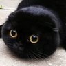 ぬこさん profil fotoğrafı