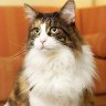 Фото профиля ねこまる
