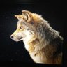 wolfporto's profile picture