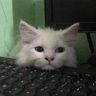 PusaKat profil fotoğrafı