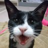 Ka,Zoo（のんちゃんち）🐱⛩️🐉🍣🍙🍧's profile picture