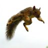 Phoenix Tree Rodent🐿 的头像