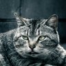 ichiro profil fotoğrafı