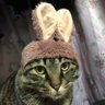 Фото профиля あまねこ。