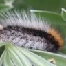 The Crypto Caterpillar 的头像