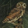 Jean de Blaize's profile picture