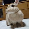 Фото профиля はなたろ