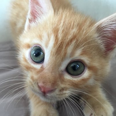 虎丸's profile picture