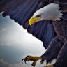 HawkHunt's profile picture