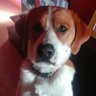 Iván R.G.'s profile picture
