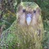 Artorius's profile picture