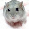 Profilbild von はむ