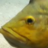 Fishy McFish profil fotoğrafı