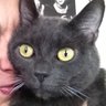 Profilbild von Fred the Grey Cat 🇪🇺🇫🇷🇺🇦🇺🇸