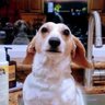 Ⓛittle Ⓦhite Ⓦeenie Ⓓog profil fotoğrafı