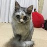 にゃんだばーZ profil fotoğrafı