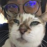 キャベつ(バラさん)👑💙 profil fotoğrafı
