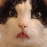 bossrjc's profile picture