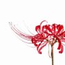 Profilbild von Lycoris Radiata