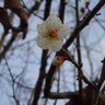 すこ🍏's profile picture