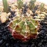Cactus Momma ็ๅคดๅ