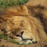 Big Cat 的头像