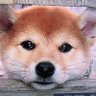 Profilbild von ゆみけん