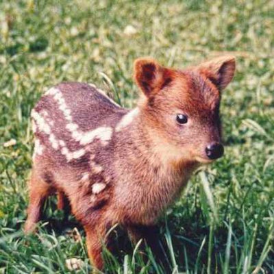pududeer's profile picture