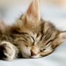 リュウシ profil fotoğrafı