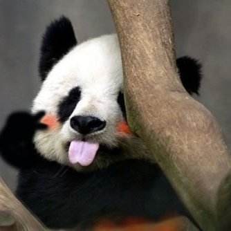 王兄铁子's profile picture