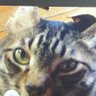 Profilbild von しっぽな