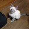 Profilbild von アク ツイートできない見れない、猫不足