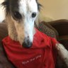 Bazzer's profile picture