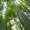 ぶぎぃ 的头像