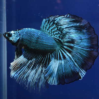yokohamakingyo1's profile picture