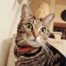 アラタ profil fotoğrafı