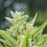 Freestone Flora's profile picture
