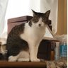 Profilbild von ねこ吉