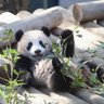 しゃんしゃんちゃん profil fotoğrafı