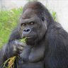 アソパソマソ 的头像