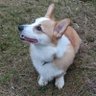 Profilbild von ニギハヤミ・コハクヌシ