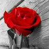 شفقت علی profil fotoğrafı