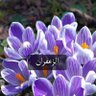 عيش في حبك ياقلبي وكن محسنأ's profile picture