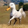 Profilbild von Im not a Horse