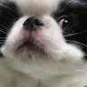 Profilbild von 蘇我 刀自古
