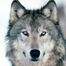 Profilbild von Lone Star Wolf