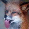 Stephen Fox's profile picture