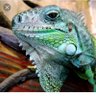 ludinho's profile picture